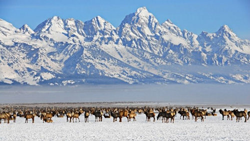 refuge Jackson wapiti